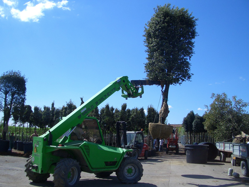 container-grown-tree-nursery-2