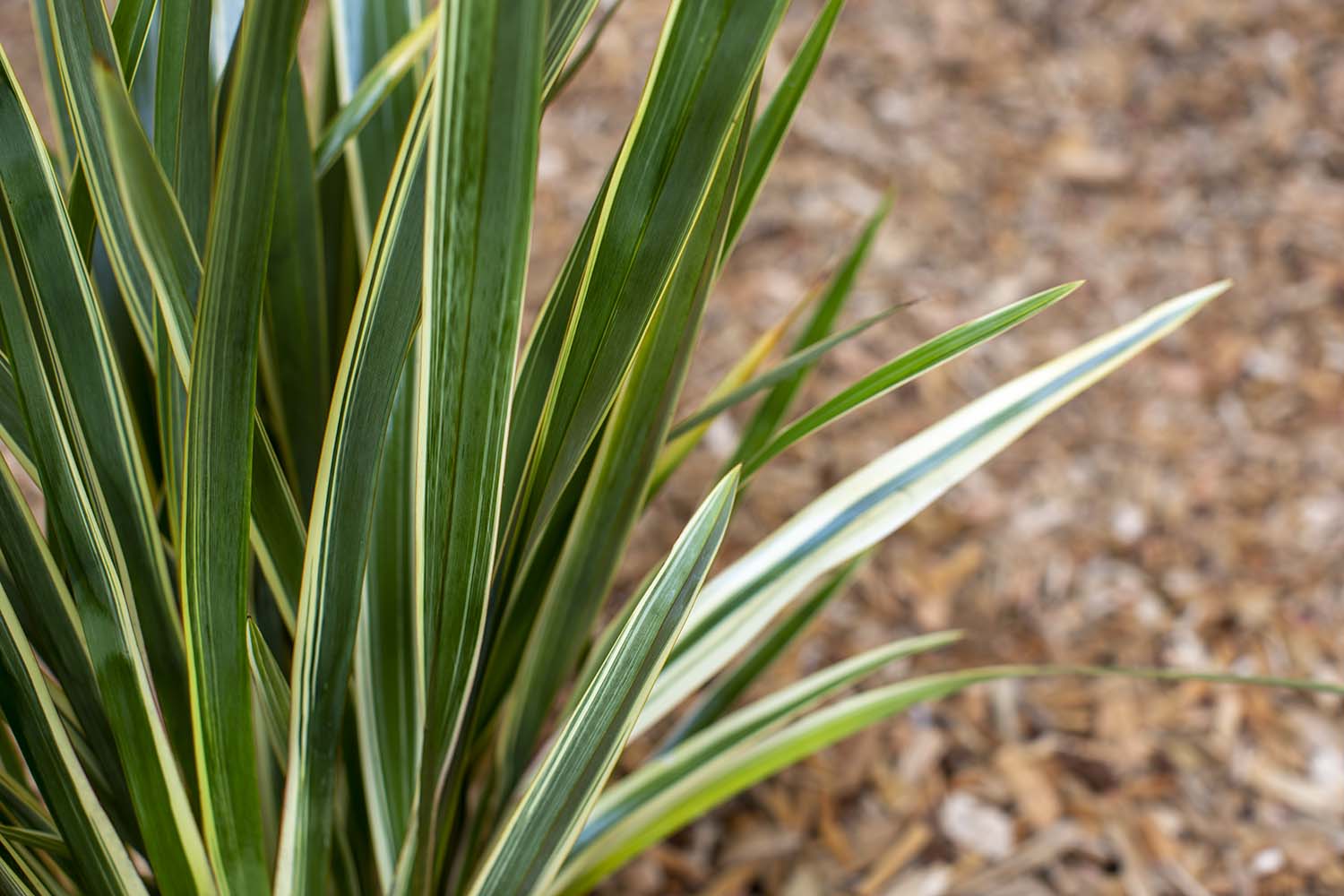 Phormium Hall Of Fame Tom S Top 5 Greenwood Plants