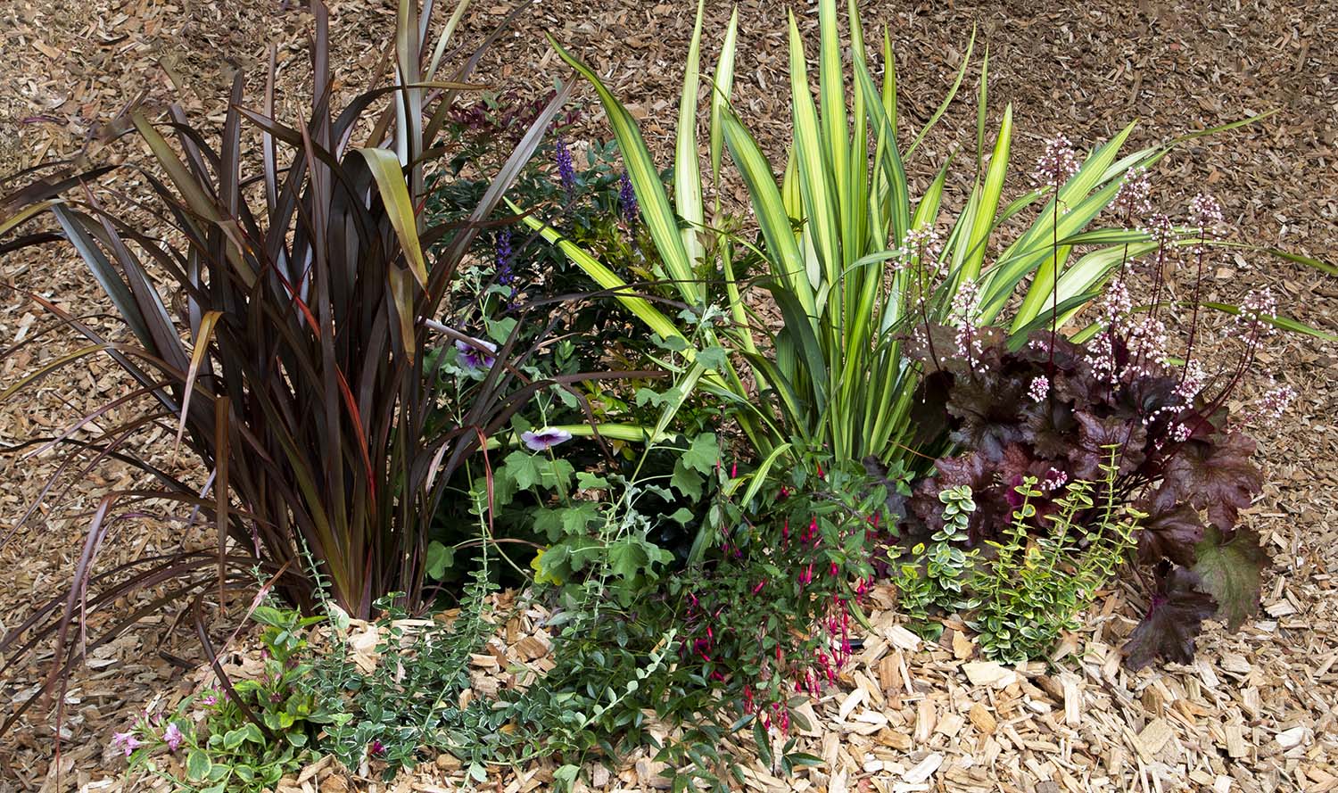 Image of Phormium and shrubs companion plants