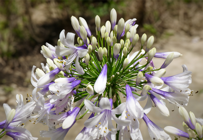 Summer Flowering Herbaceous Perennials | Greenwood Plants