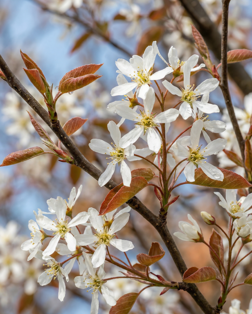 Trees For Spring Trees for spring blossom | Greenwood Plants