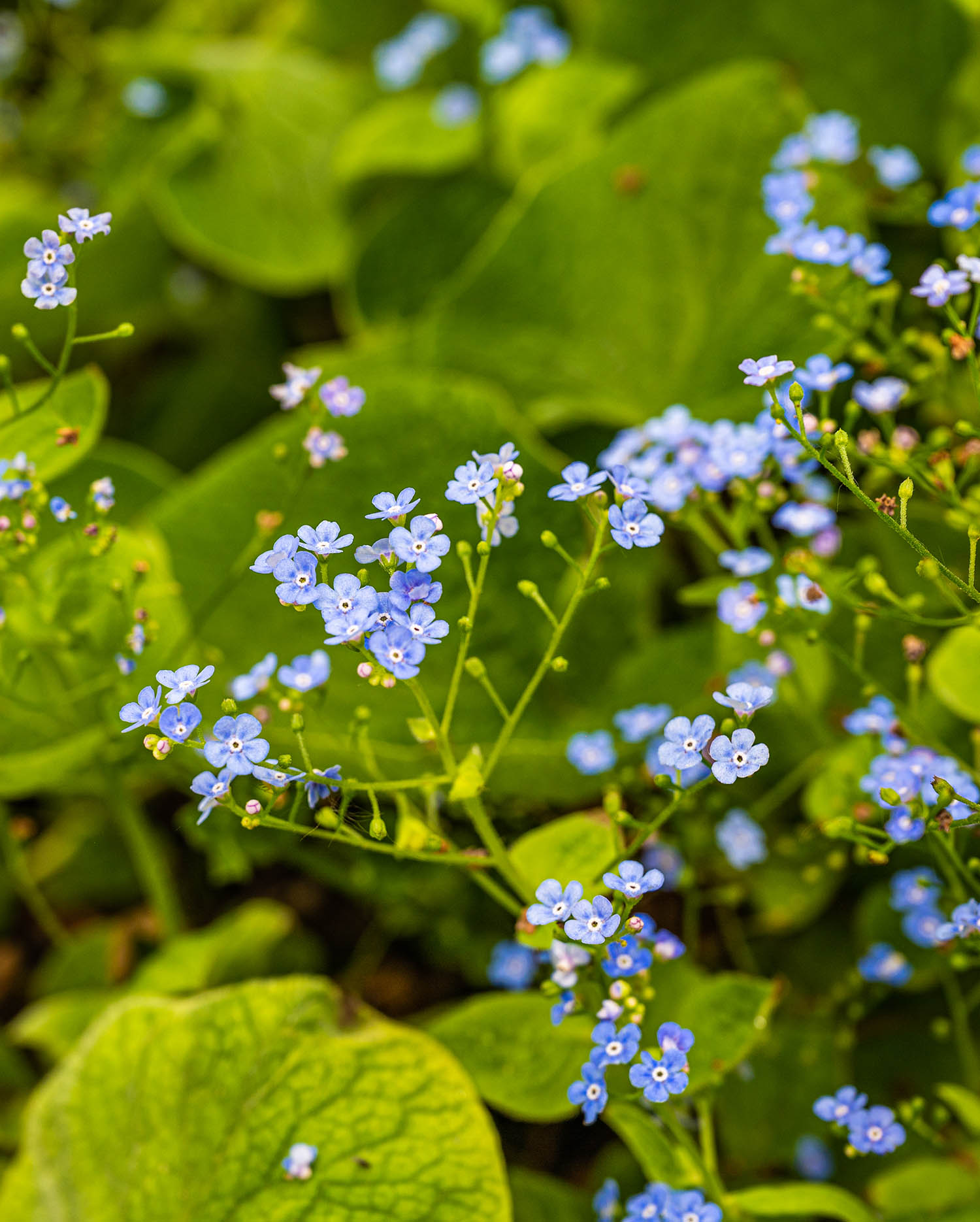 Plant Focus: Brunnera | Greenwood Plants