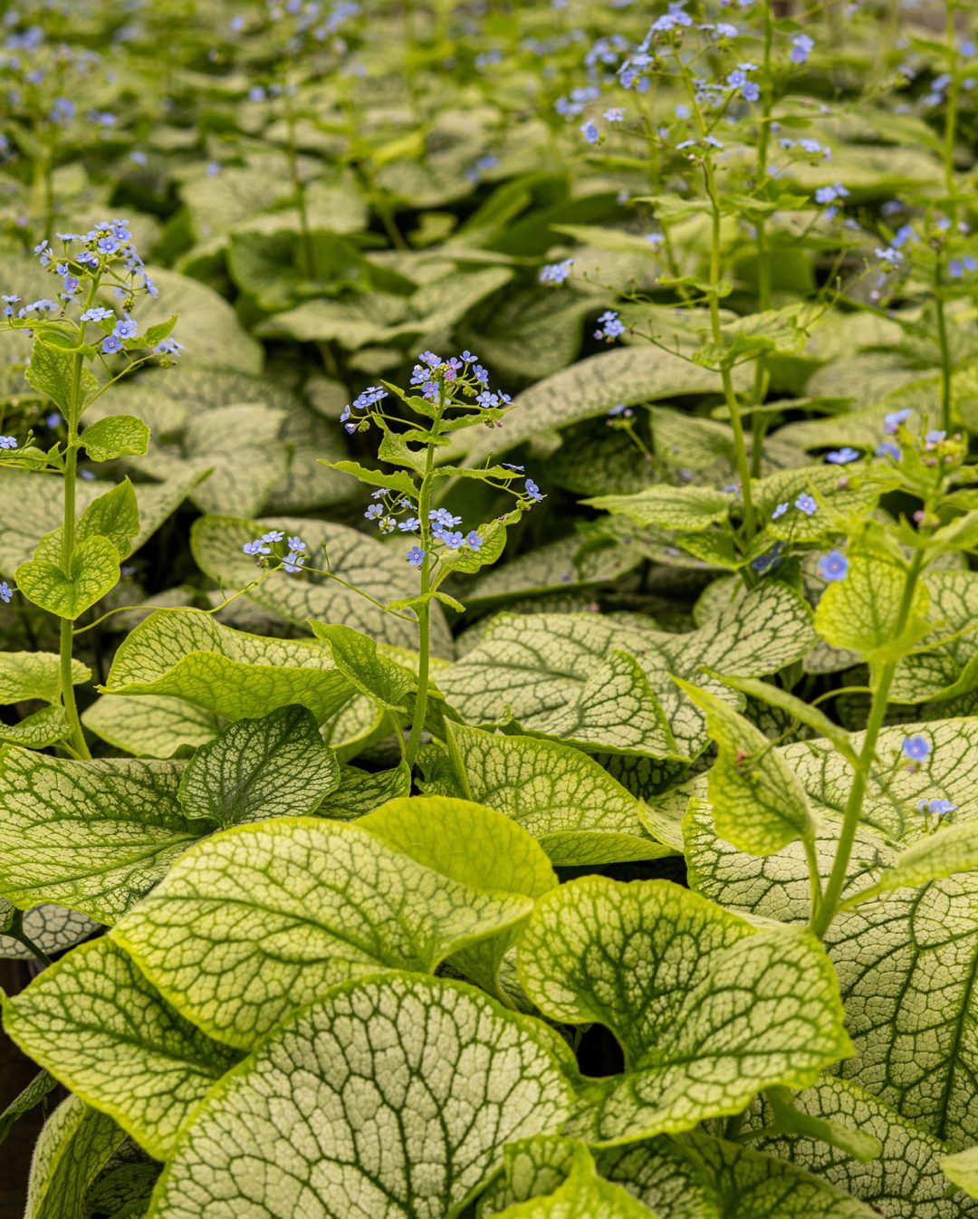 Plant Focus: Brunnera | Greenwood Plants