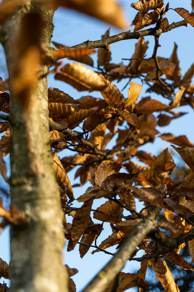 choisya x dewitteana white dazzler