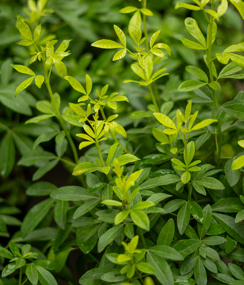 Choisya ternata 'Sundance'
