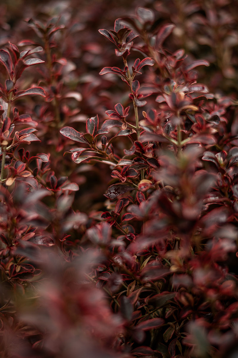 Picea pungens ‘Blue Diamond’