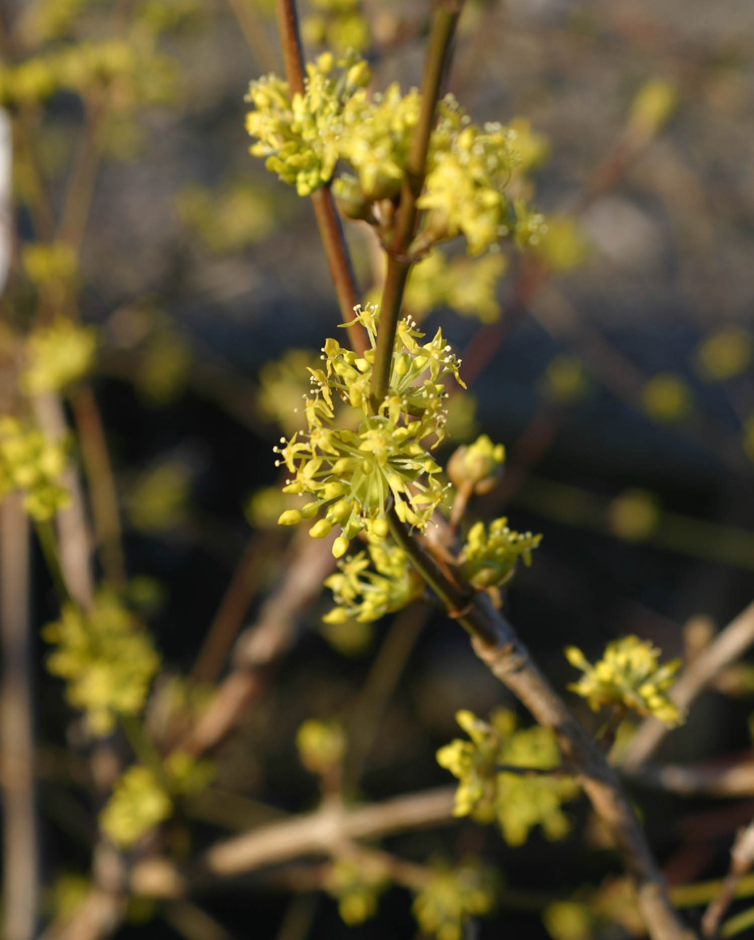 Trees for spring blossom | Greenwood Plants