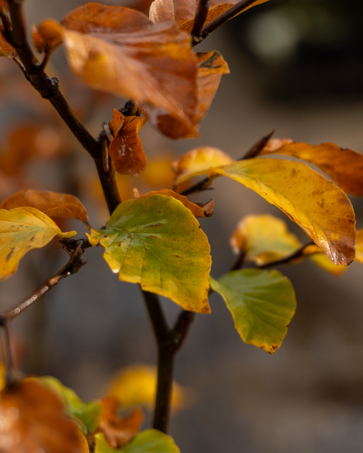 choisya x dewitteana white dazzler