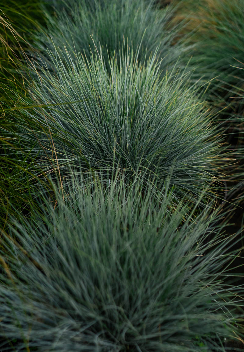 Festuca glauca