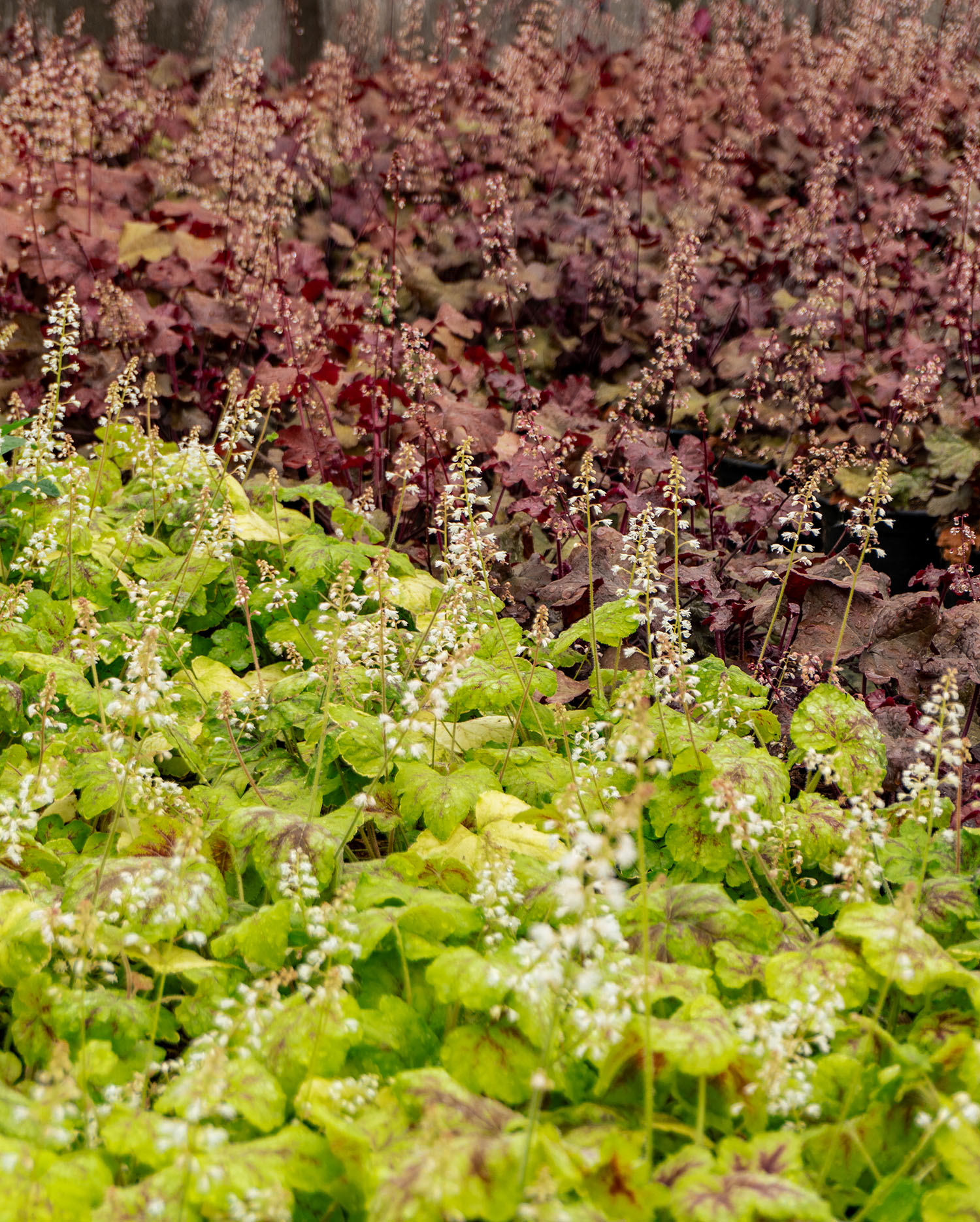 Late Spring Late spring flowering perennials | Greenwood Plants