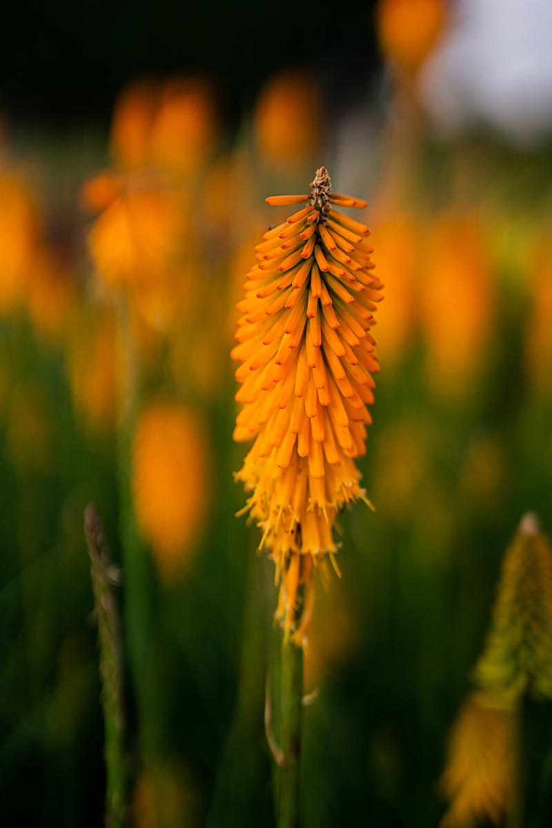 Kniphofia Mango Popsicle