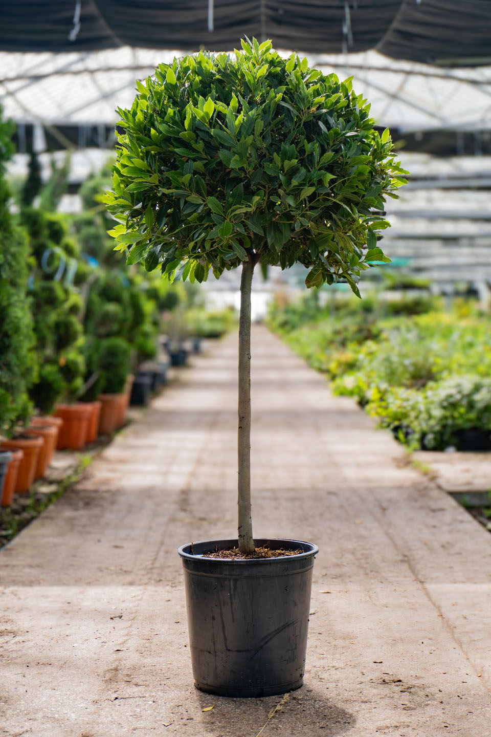 Plant Focus Laurus Nobilis bay Laurel Greenwood Plants