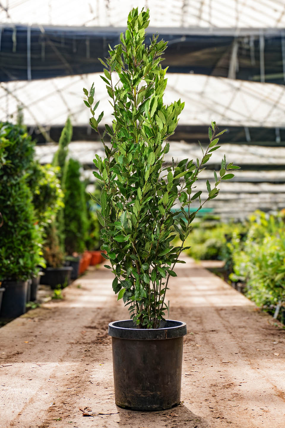 Plant Focus Laurus Nobilis bay Laurel Greenwood Plants