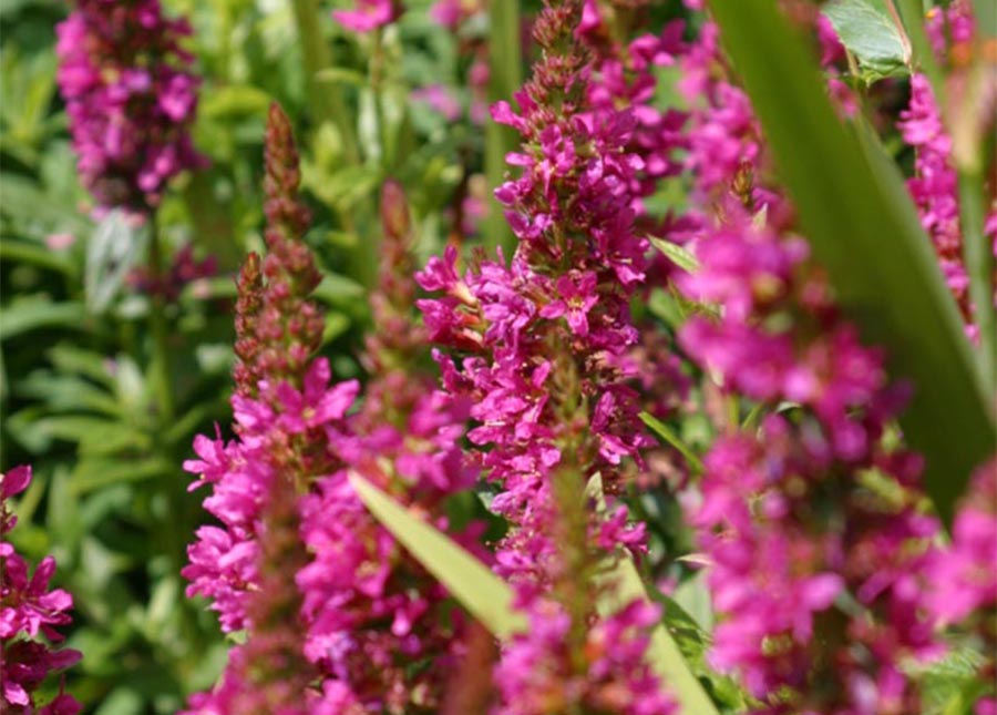 Summer Flowering Herbaceous Perennials | Greenwood Plants