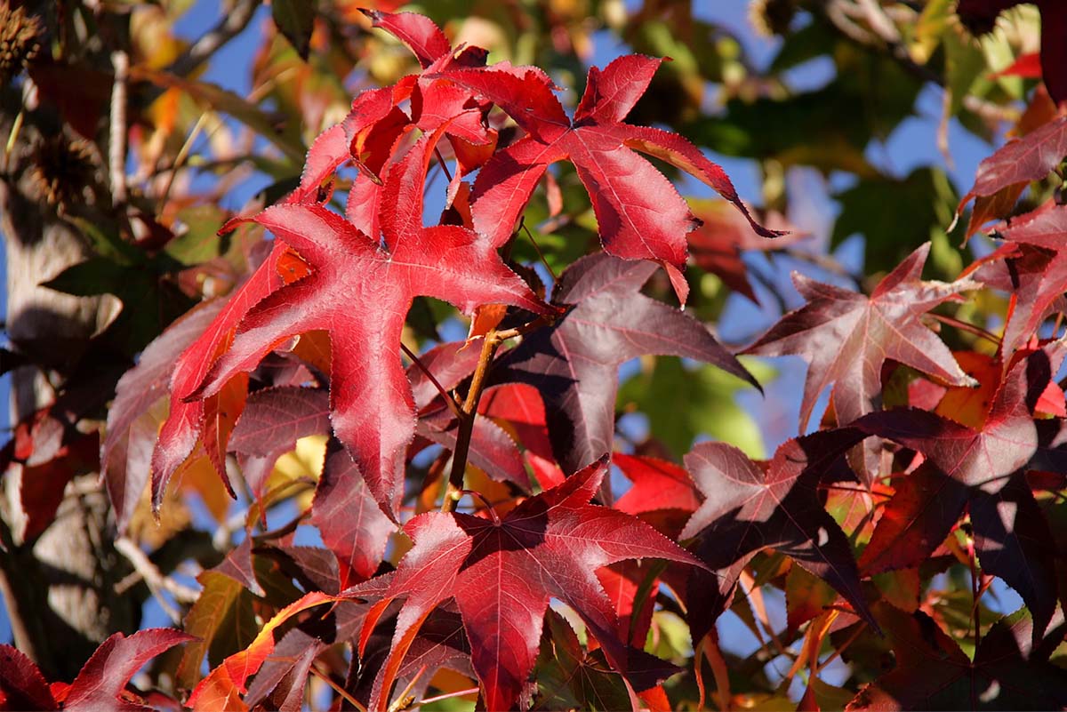 Choisya ternata 'Sundance'