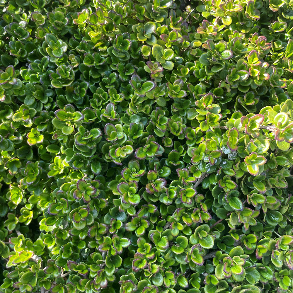 Plant Rba Rooftop planting scheme | Greenwood Plants
