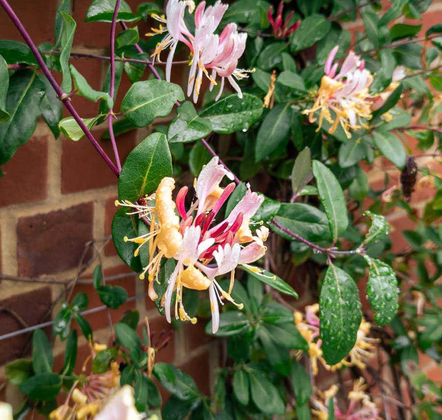 Choisya ternata 'Sundance'