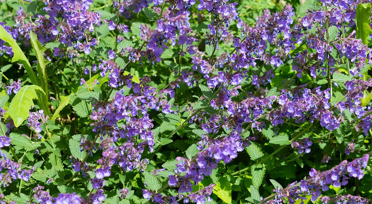 Nepeta faassenii