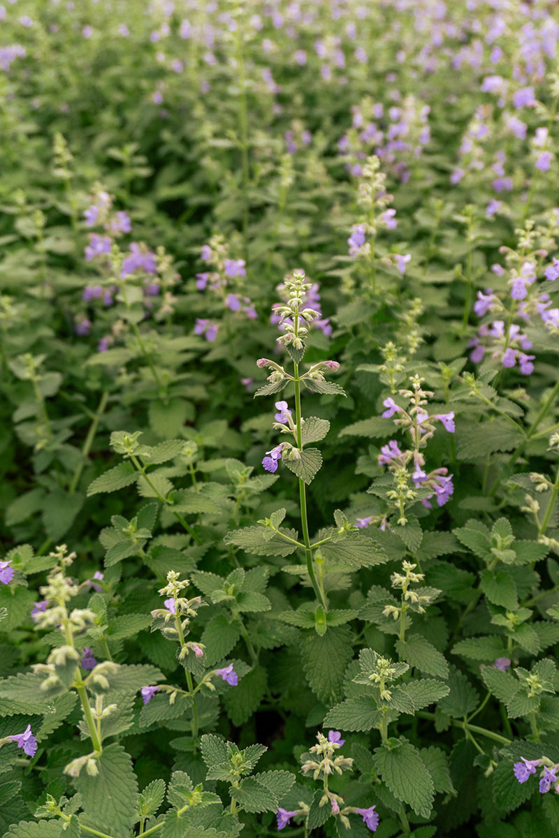 Nepeta × faassenii ‘Walker’s Low’