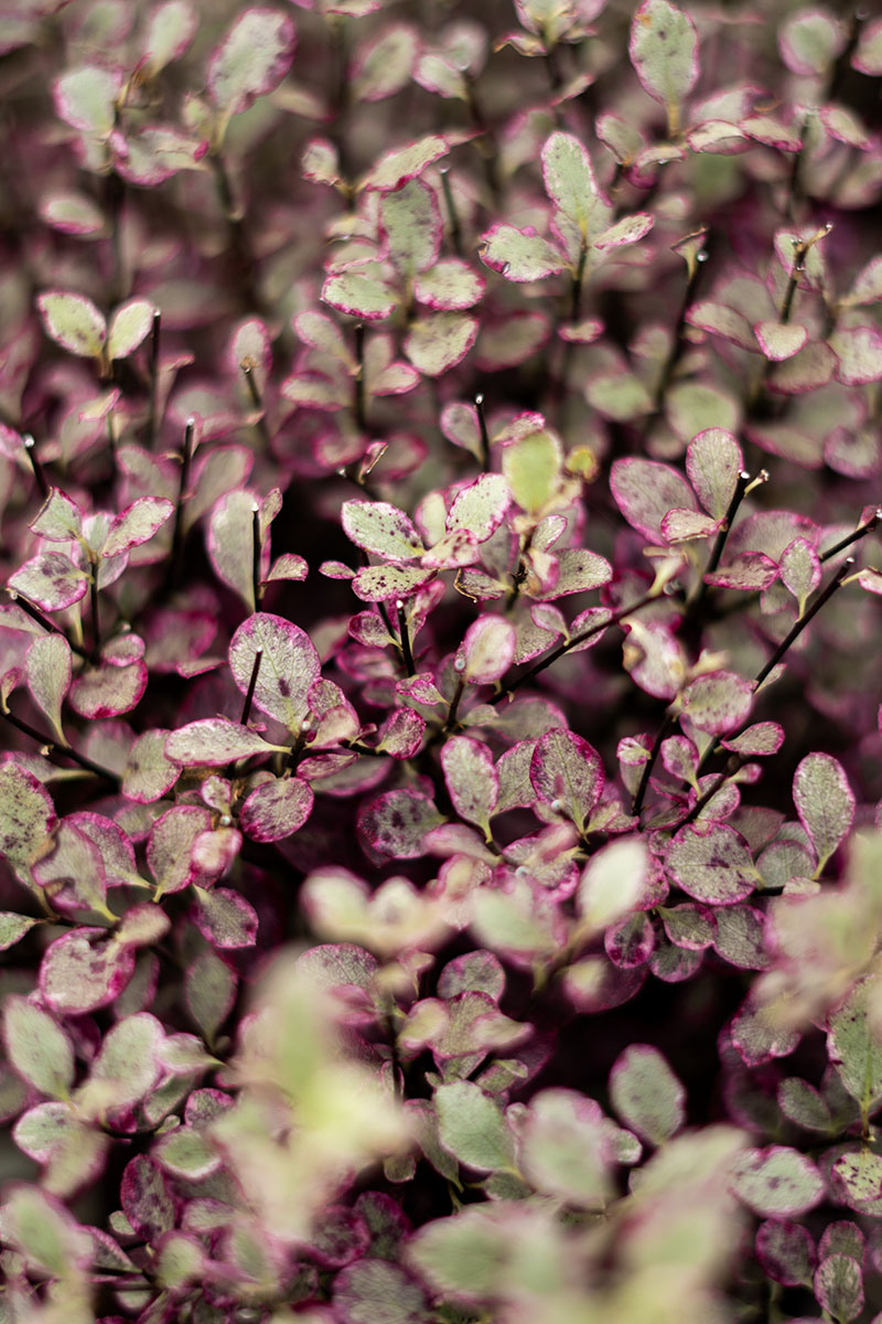 Hylotelephium telephium ‘Purple Emperor’