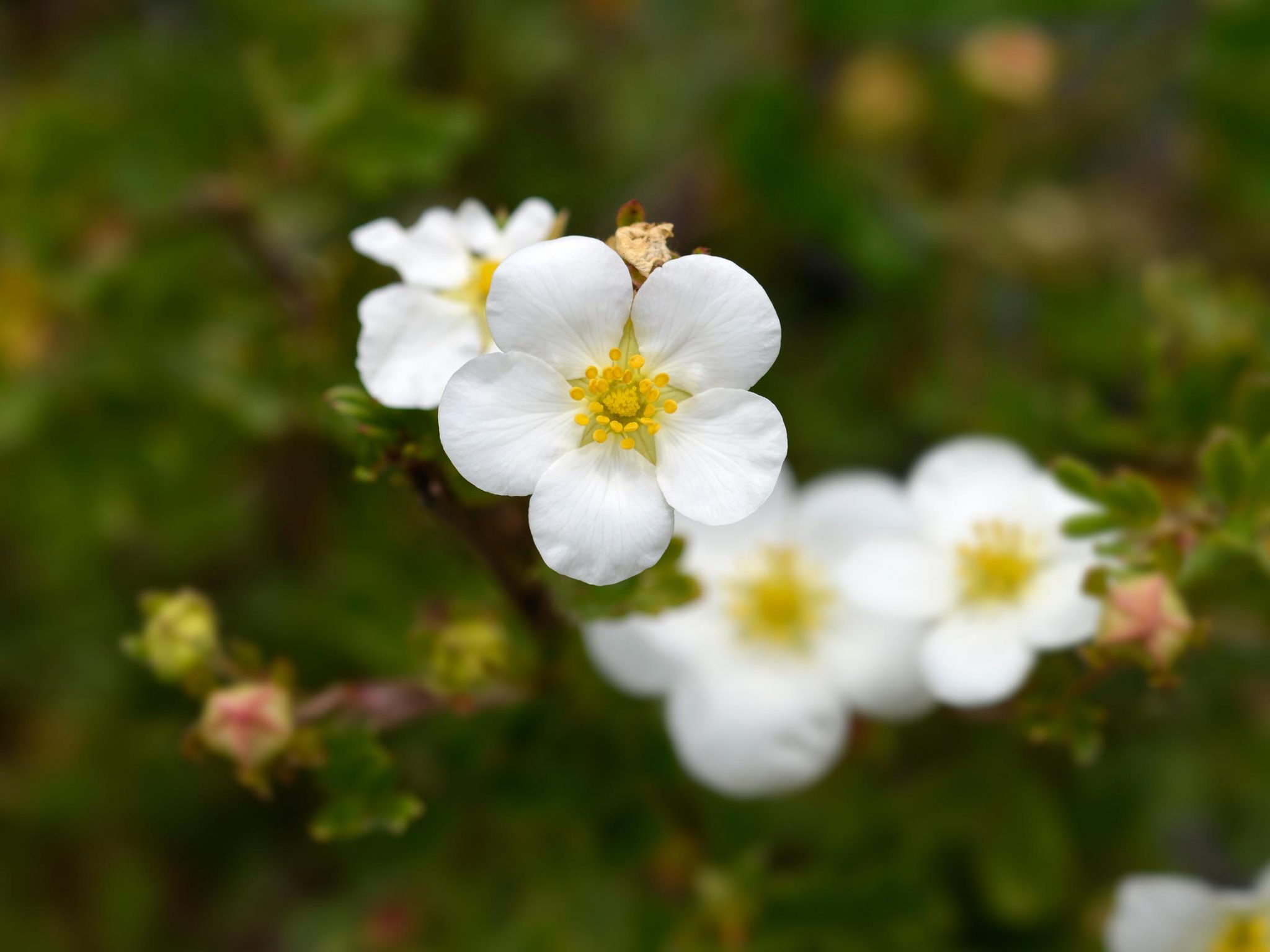 Plant Focus: Potentilla Fruticosa | Greenwood Plants