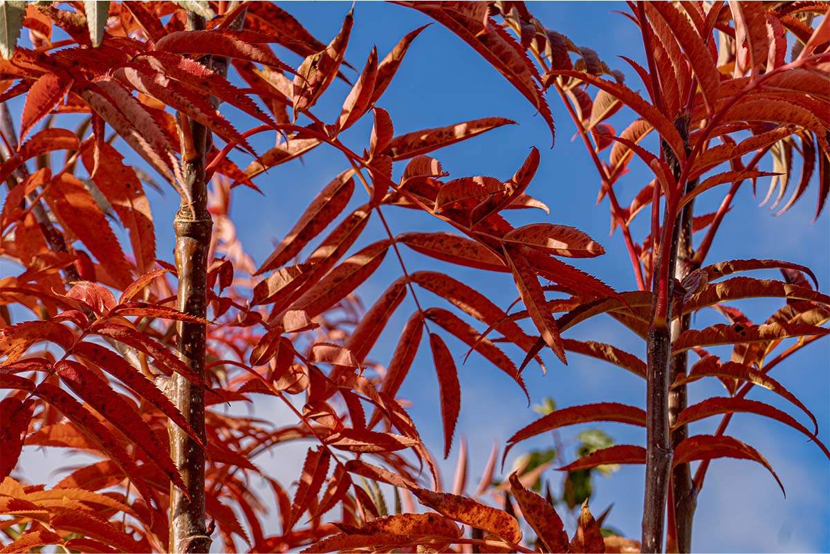 Choisya ternata 'Sundance'
