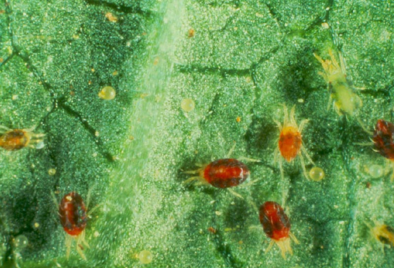 Plant Pests and Diseases | Greenwood Plants