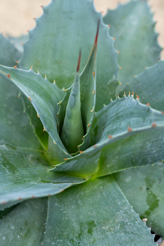 Plant Rba Climadapt | Greenwood Plants