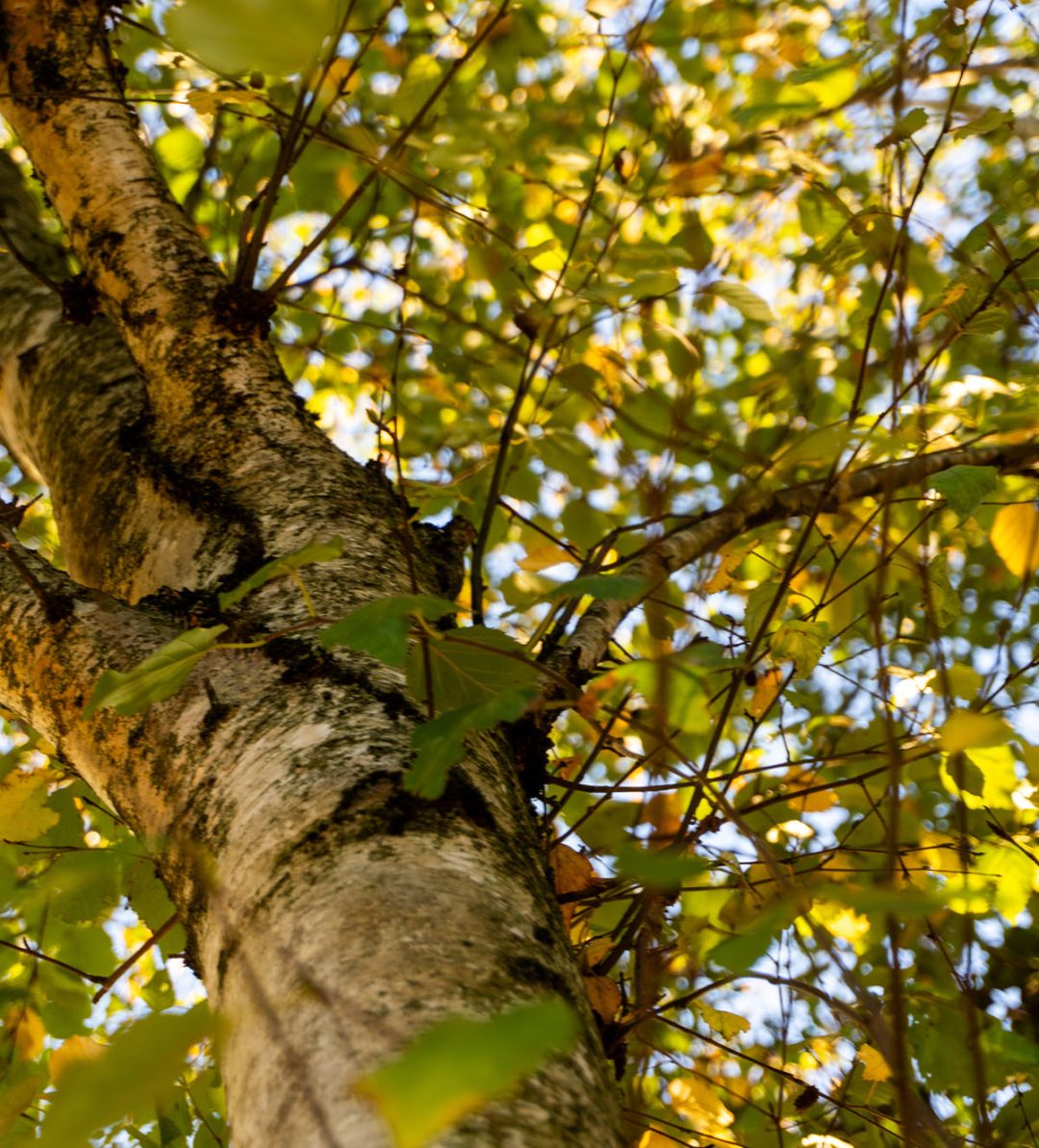 Cold Resistant Trees Hardy plants for cold tolerance | Greenwood Plants