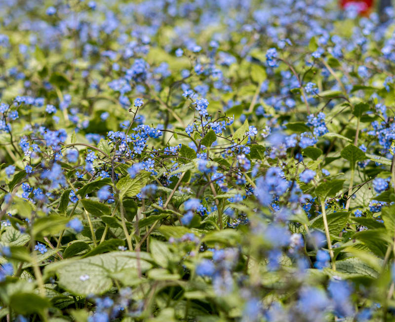 Plant Focus: Brunnera | Greenwood Plants