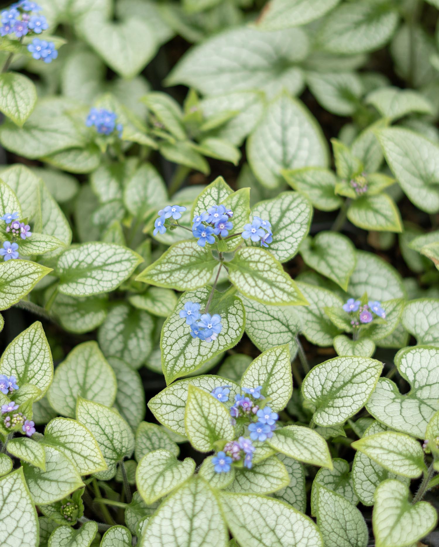 Plant Focus: Brunnera | Greenwood Plants