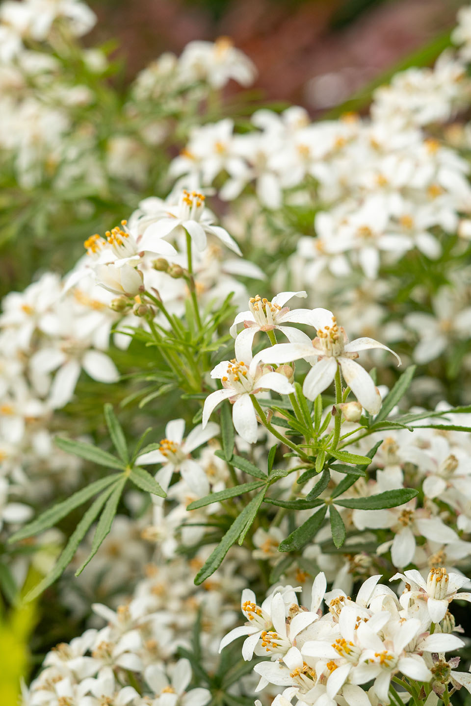 choisya x dewitteana white dazzler