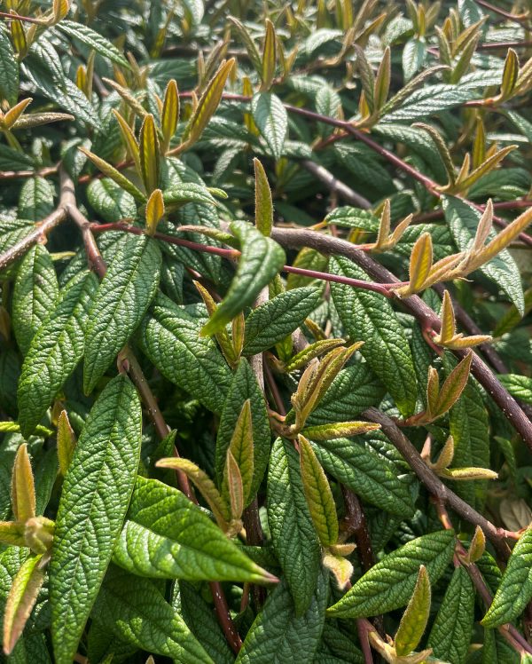 Plant Rba Climadapt | Greenwood Plants