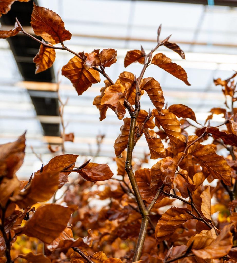 Trees for winter interest Greenwood Plants
