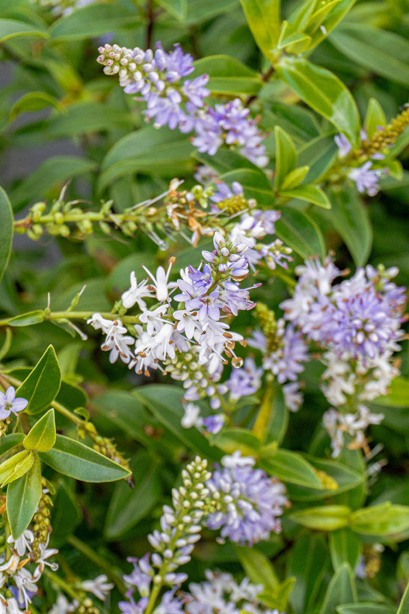 Hylotelephium telephium ‘Purple Emperor’