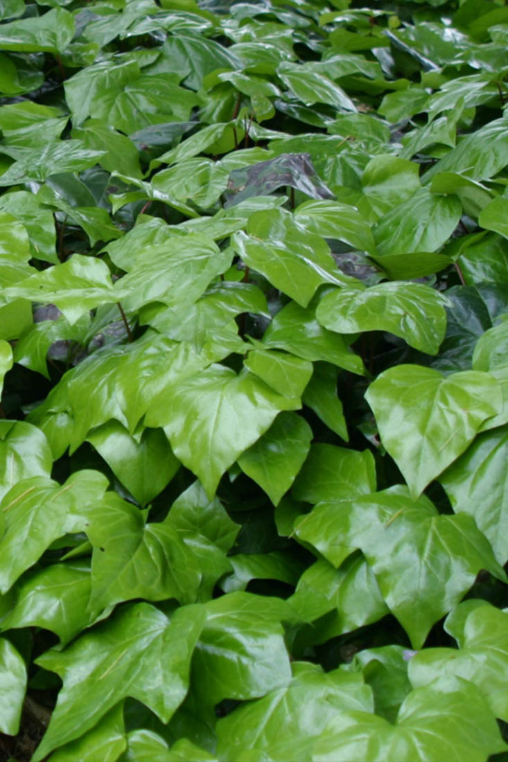 Nepeta × faassenii ‘Walker’s Low’