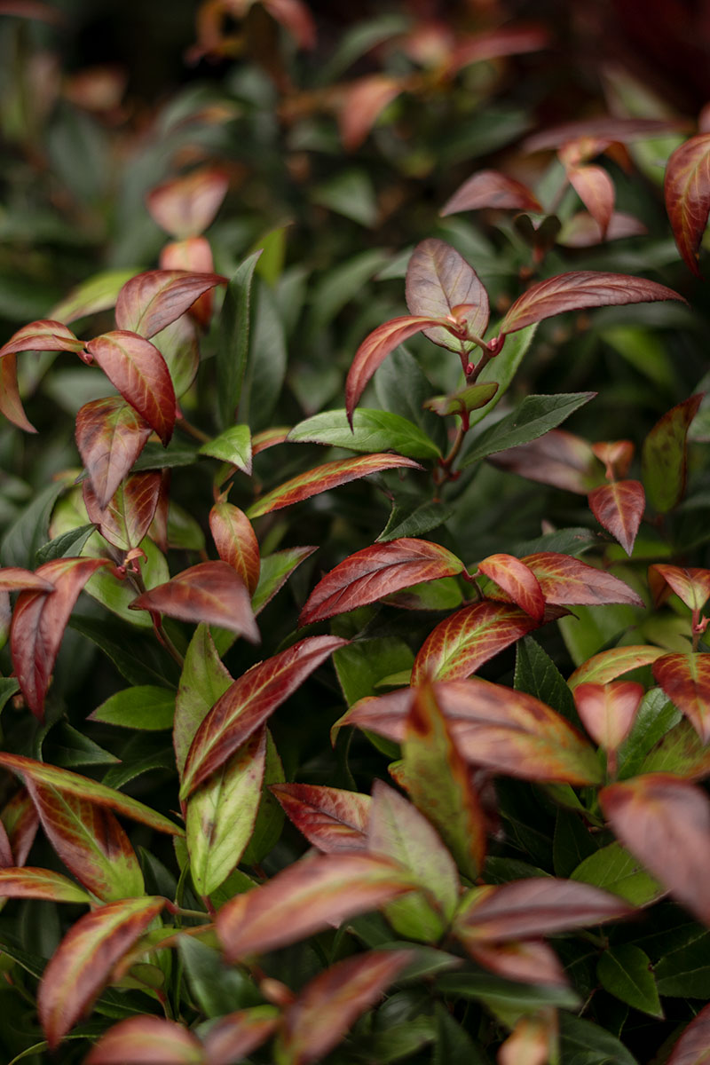 Rhododendron Scarlet Wonder