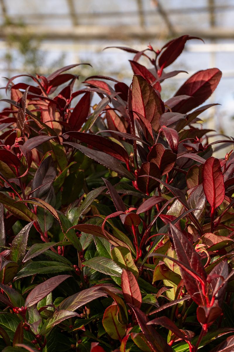 Rhododendron Scarlet Wonder