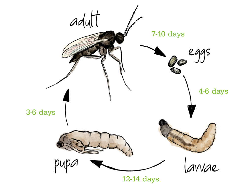 Pest Focus: Sciarid Flies | Greenwood Plants