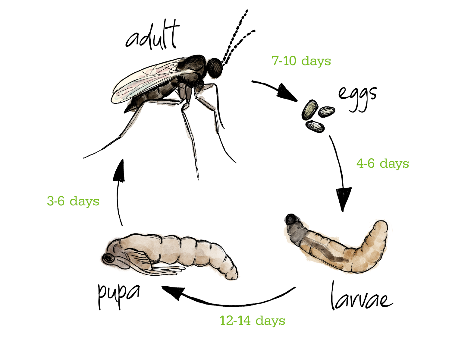 biological pests control infographic