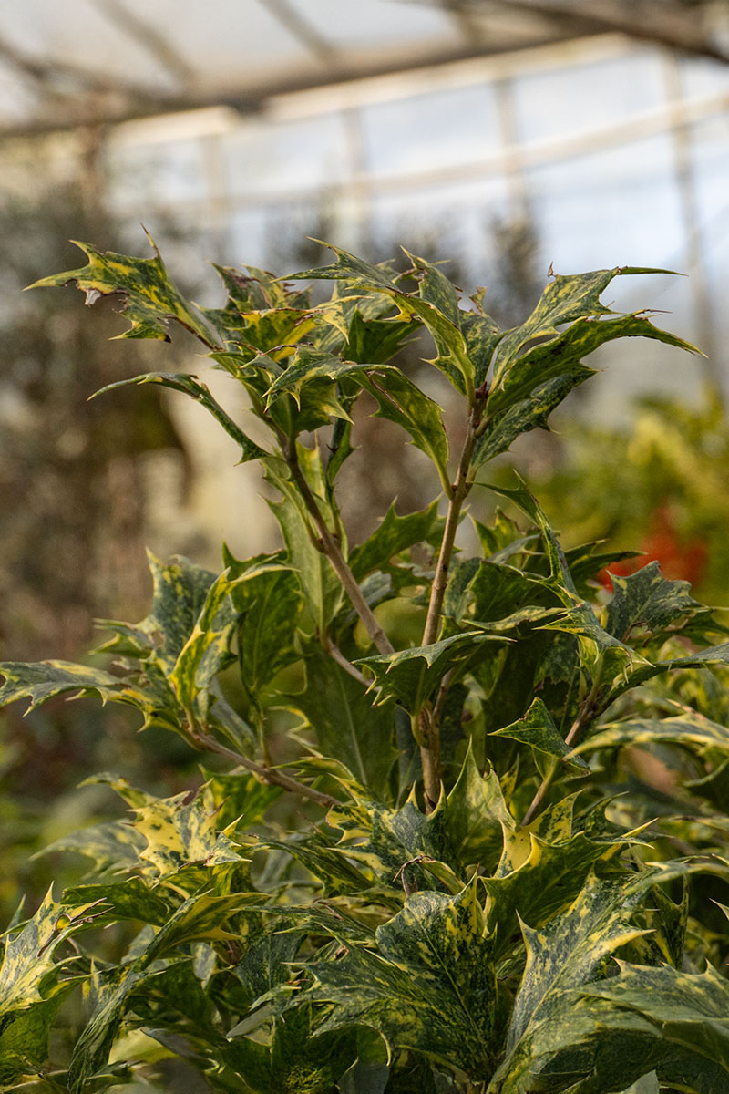 Hylotelephium telephium ‘Purple Emperor’