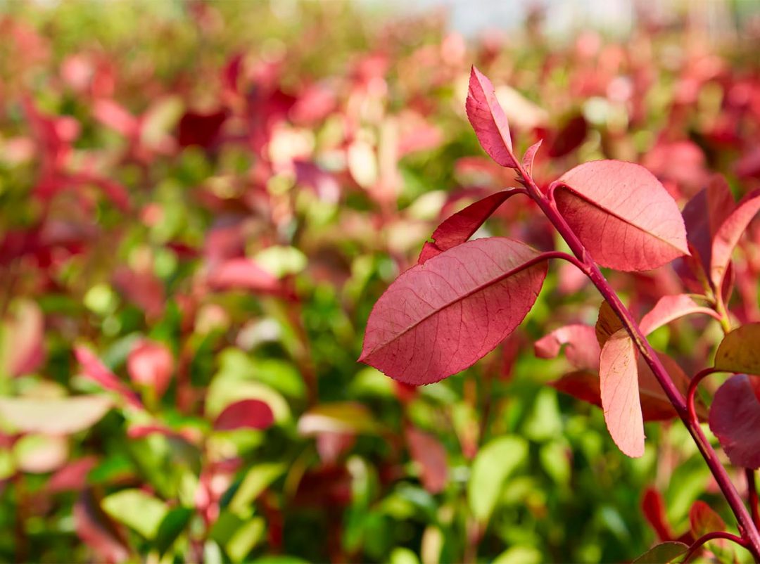 Trees for winter interest Greenwood Plants