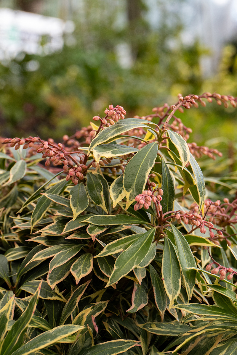 Rhododendron Scarlet Wonder