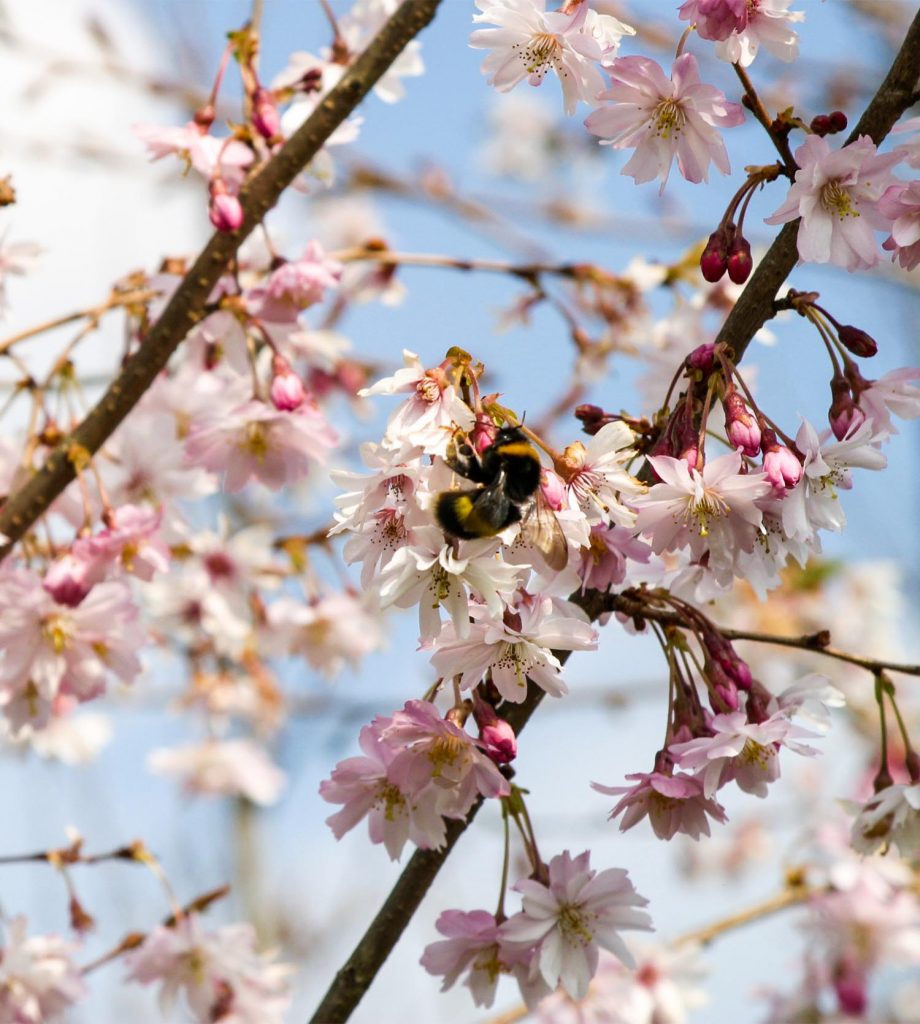 Trees for winter interest Greenwood Plants