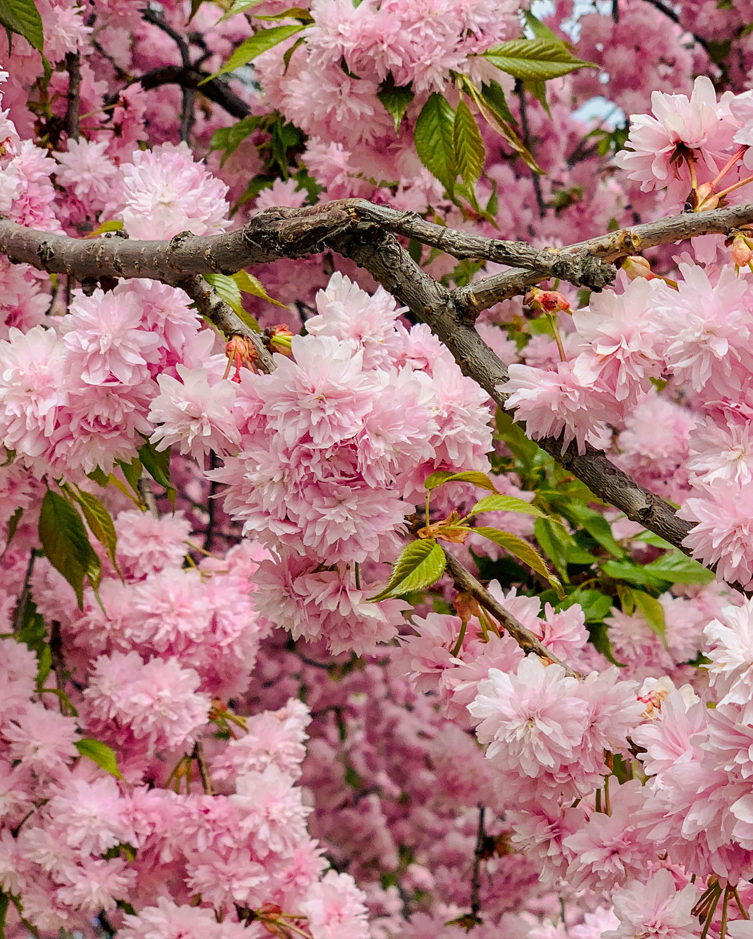 Spring Bloosm Tree Trees for spring blossom | Greenwood Plants