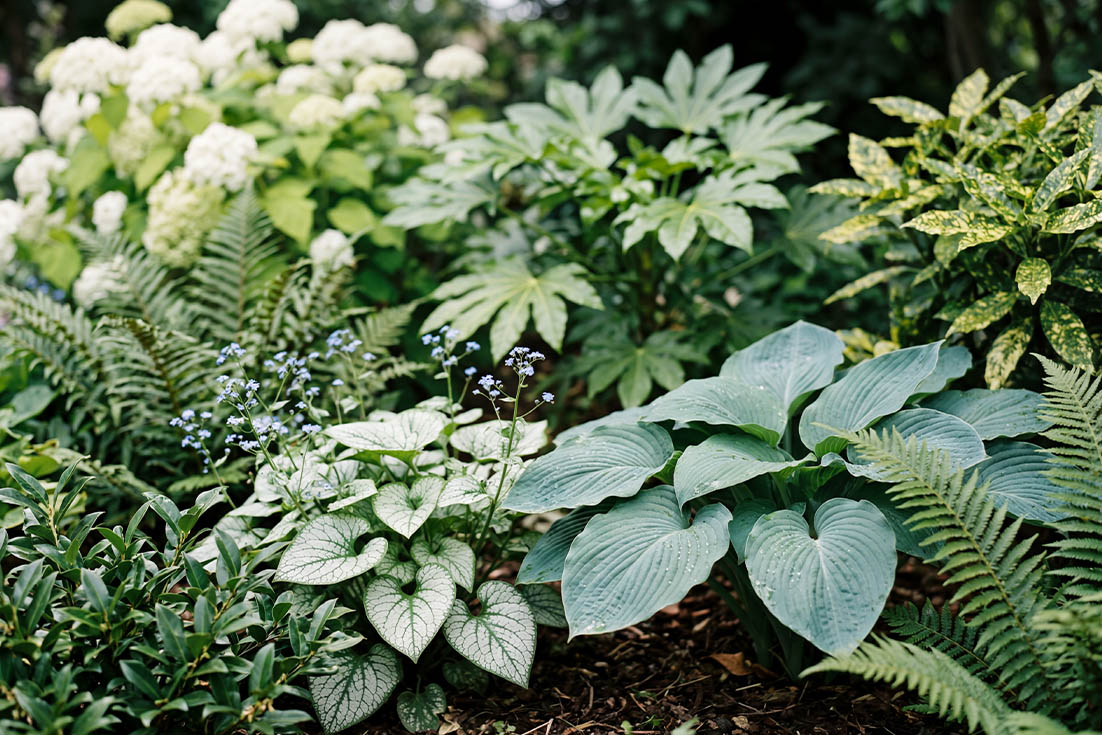 shade-tolerant