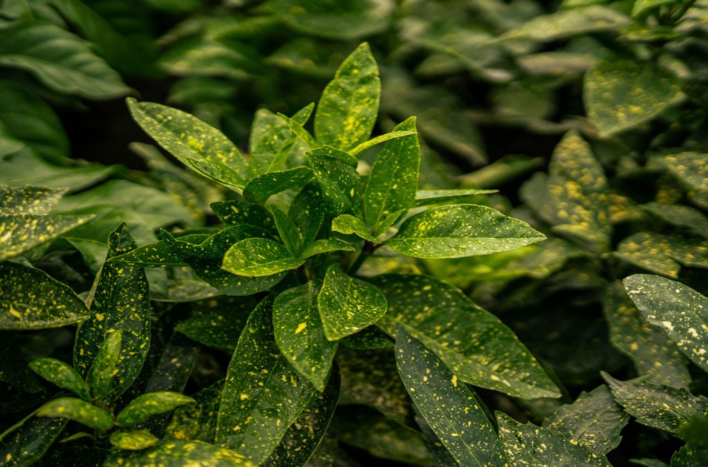Plant Focus: Aucuba japonica | Greenwood Plants