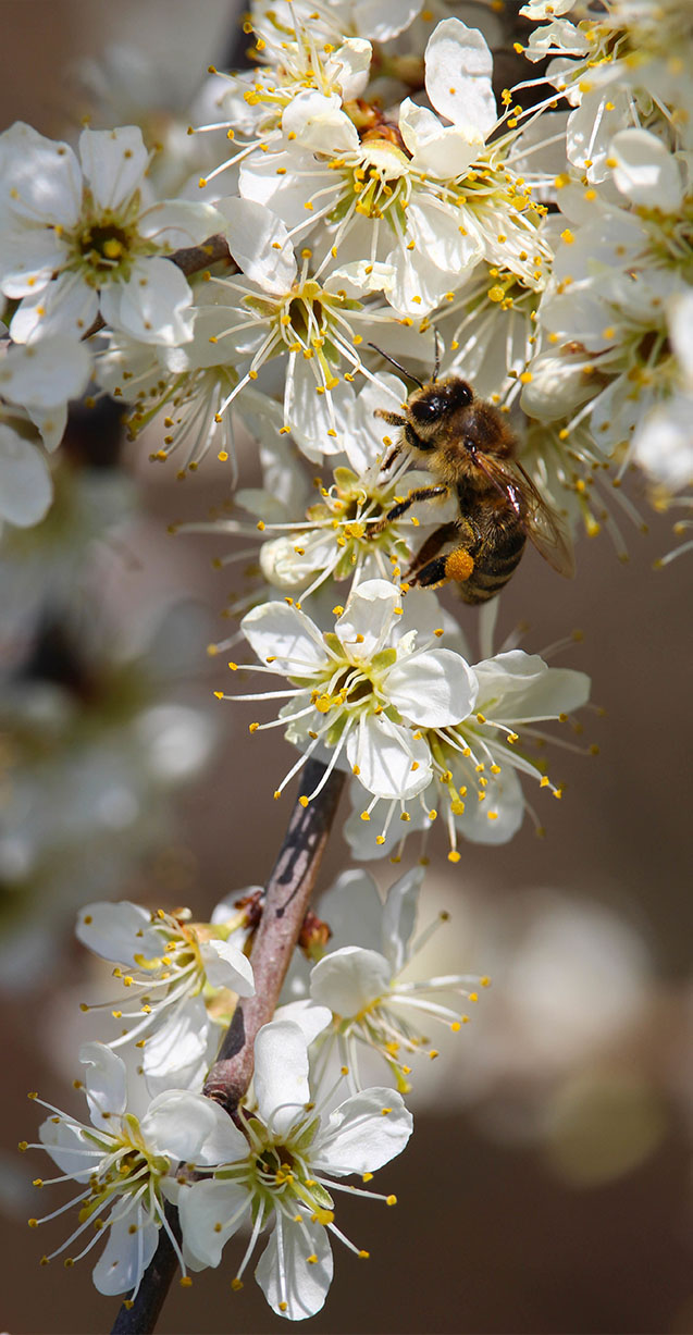 Choisya ternata 'Sundance'